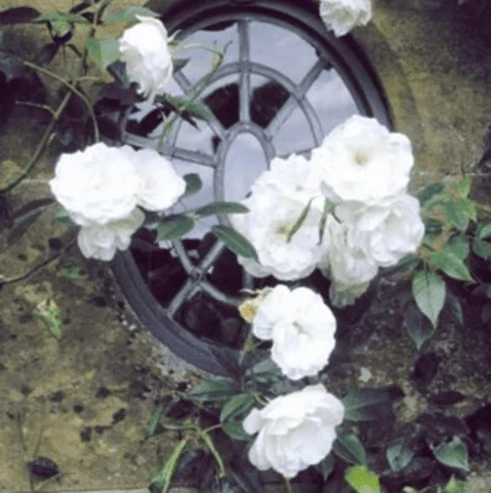 Flor do Paraíso – Sementes Rosa Éden Original - Image 11